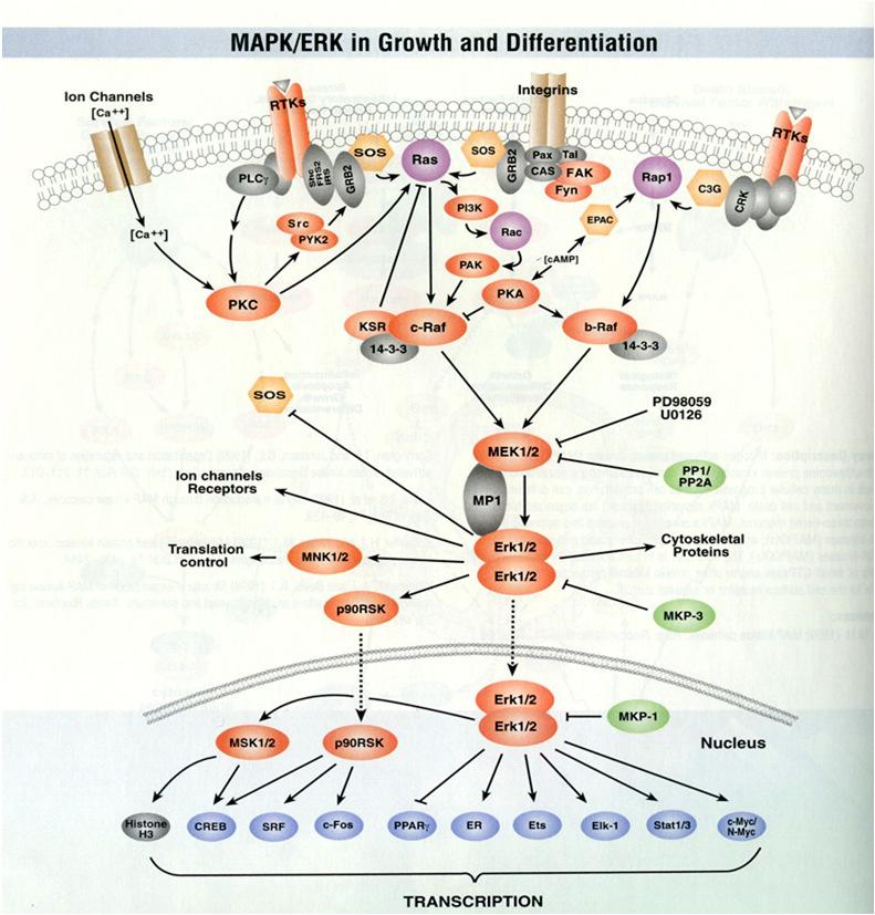 Ras GT H 2 N GRB2 Raf (Ser/Thr kináza) MAKKK: MA Kinase Kinase Kinase COOH MEK (Ser/Thr i Tyr kináza) MAKK: