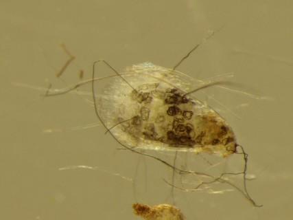 Nejčastější houboví symbionti jsou z oddělení Glomeromycota.