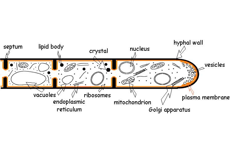 BIOLOGIE