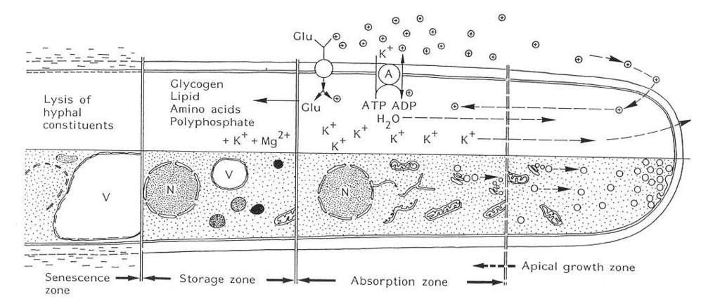 Hyfa z hlediska fyziologické funkce absorpce a transformace živin Cirkulace protonů proti gradientu hydrofobiny integrin