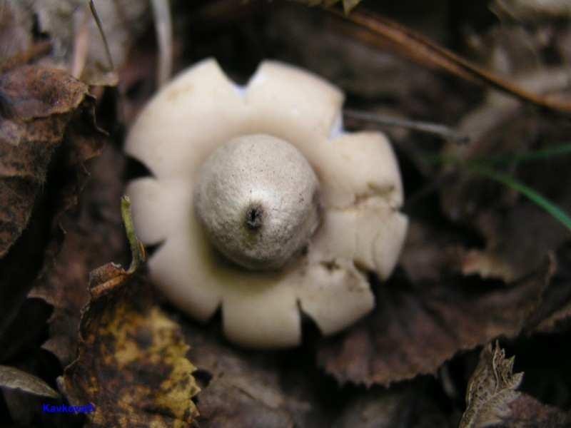 Plodnice Askomycota askomata - různé formy (apothecium,