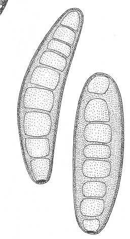 př Druhy hub, u nichž není známá pohlavní fáze života se označují jako mitosporické druhy (dříve umělá třída Deuteromycetes) spóra představuje základní rozmnožovací jednotku b/ jaderná jednotka