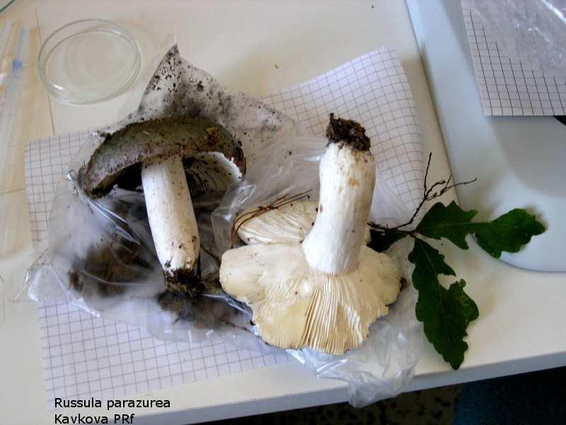 Použité zdroje informací: http://www.mycoweb.com http://www.mycokey.com http://www.ucmp.berkeley.edu/fungi/fungisy.html http://www.mykoweb.com/systematics.html http://tolweb.org/fungi http://www.