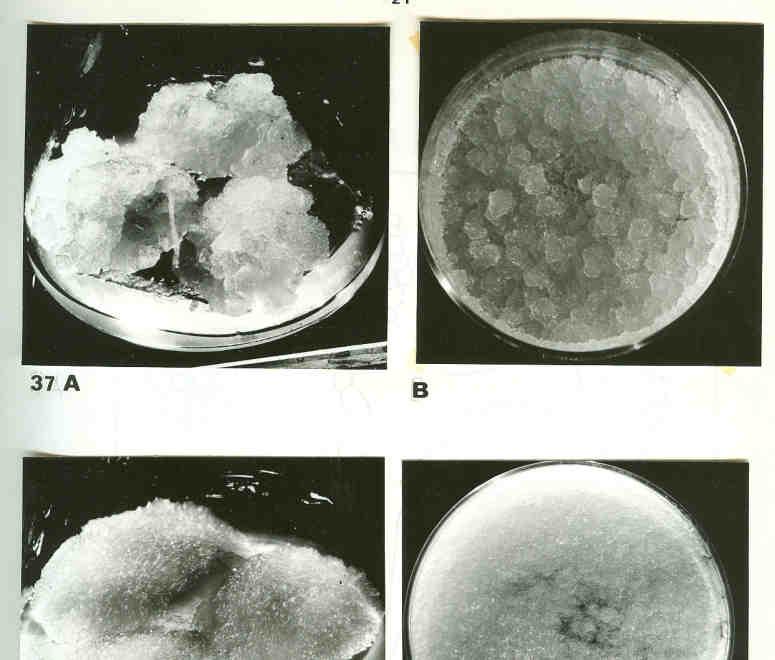 Mutageneze in vitro vliv gama