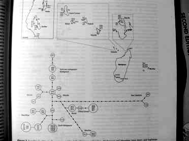 systematika (1950) angl. překlad 1966 - přelom v metodologii fylogenetická a taxonomické analýzy, zejm.