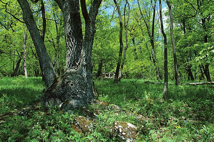 Z naší přírody (více než 40 km dlouhý) je vytvořen na podzemní Punkvě a jejích zdrojnicích Bílé vodě a Sloupském potoku. V roce 2004 byl zapsán na List mokřadů mezinárodního významu Ramsarské úmluvy.