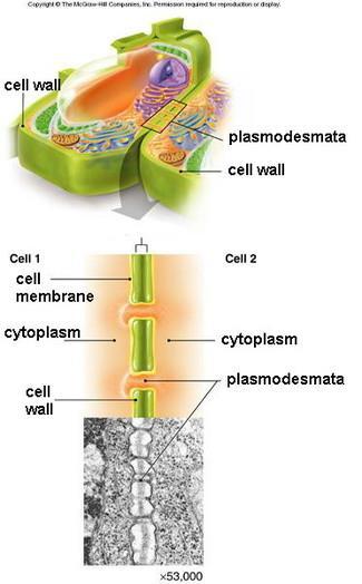 buněčná stěna Plazmatická membrána plasmodesmy buněčná stěna Plasmodesmy Symplastické spojení pomocí plasmodesmů je u