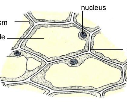 Rostlinné buňky tvoří pletiva, ve kterých spolu buňky sousedí buněčnými stěnami cytoplazma vakuola jádro jádro plazmatická membrána buněčná stěna Látka transportována vně plazmatické membrány