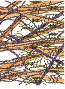 Ty jsou tvořené ligninem, který ucpává póry ve stěně ke xylému endodermis k povrchu kořene látky nemohou projít látky mohou