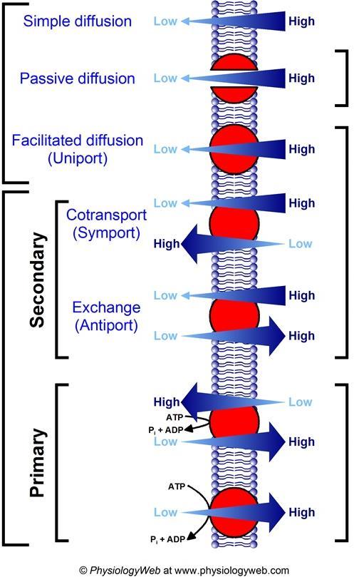 Usnadněná difúze (uniport) difúze Membrány obsahují velké množství proteinů s různou funkcí - transportní systémy zajišťují kontrolu příjmu a