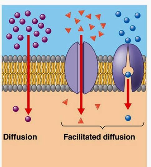 Membrány obsahují velké množství proteinů s různou funkcí - Pasivní transport Pasivní transport využívá pro