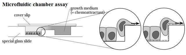 komorová migrace byla dále vylepšena a je součástí µslide Chemotaxis assay. Tato metoda je založena na dvou komorách a kolmém kanálku.