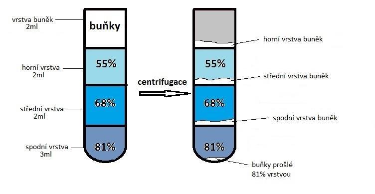 v průtokovém cytometru) a výsledek vyhodnotil. Pro izolaci neutrofilů jsem dále v pokusu používal 81, 68, 55% Percollový gradient (Obr. 9).