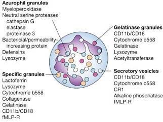 k ničení bakterií a chemoatraktanty, jenž lákají ostatní imunitní buňky do místa zánětu.