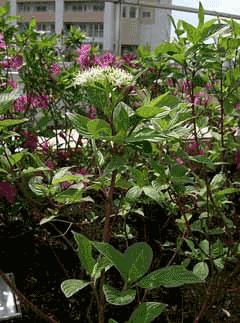 3. LITERÁRNÍ PŘEHLED 3.1 Charakteristika druhů Ligustrum L., Deutzia Thunb., Cornus L. Ligustrum, Deutzia a Cornus jsou významné rody opadavých dřevin, které je možné množit vegetativní cestou.
