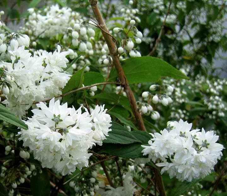 Cornus alba a Cornus stolonifera koření snadno z dřevitých řízků, špatně zakořeňují řízky bylinné.