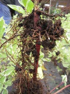 (foto Matoušková, 2011)  44, Detail kořenové soustavy u mladé rostliny z rodu Cornus (foto