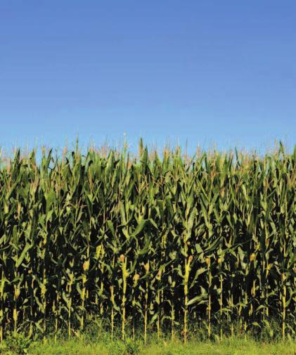 Ecosyl a kukuřice Pět fází výroby dobré kukuřičné siláže 1 Plánování