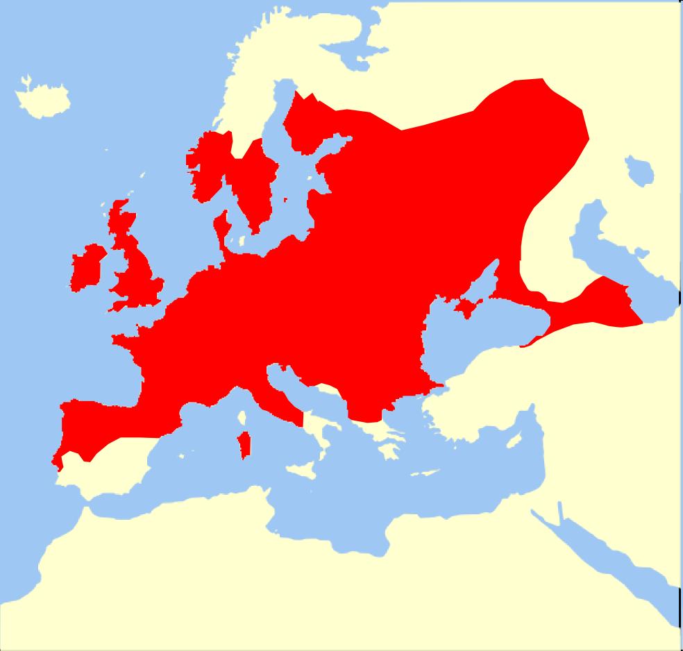 Plecotus