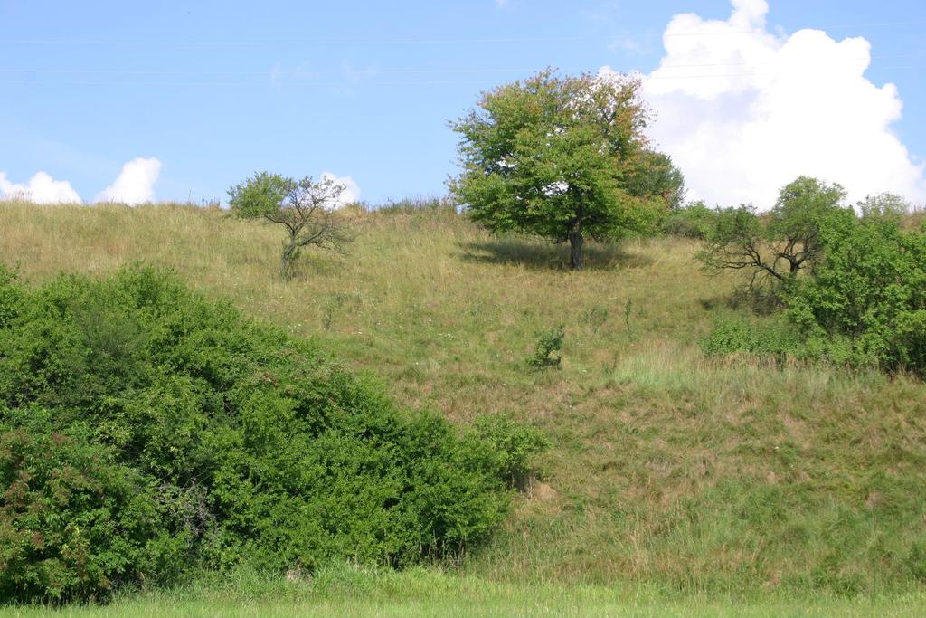 2) Stráň u Dolnojersického