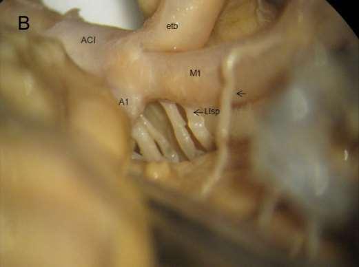 Anatomie