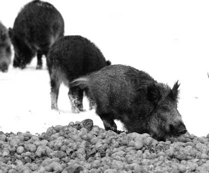 Shora uveden prodej jde pfies RK Hypo real Ústí n.l. - Ing. Tomá âe ka (www.hypo-real.cz) Pro orientaci uvádíme, Ïe jde o RD, kde jsou dva byty v cenové relaci cca 1,5 mil.,-kã.