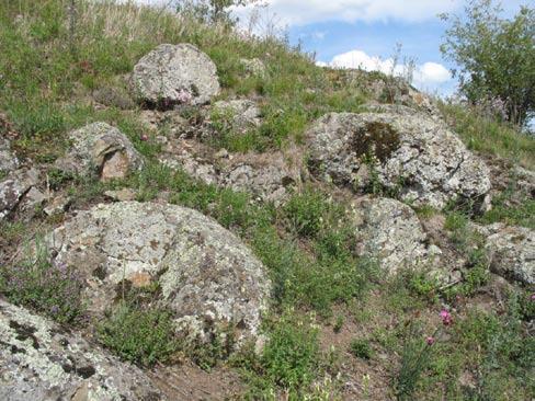 sum a které je v dalším textu zahrnuto k teplomilným trávníkům. Mezi mezofilní trávníky lze zařadit i lemy a světliny mezofilních lesů blízké svazu Trifolion medii.