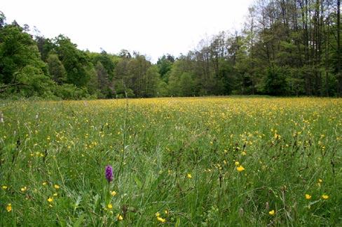 K diagnostickým druhům patří například Bistorta major, Caltha palustris, Cardamine pratensis, Cirsium oleraceum, Filipendula ulmaria, Geranium palustre, Lychnis flos-cuculi, Ranunculus acris nebo