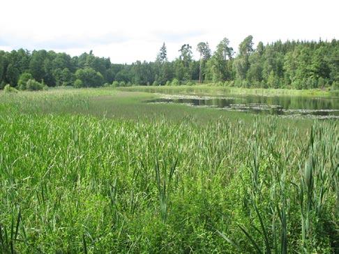 Ostřicovo-rašeliníková společenstva (třída Scheuchzerio palustris-caricetea nigrae) patří na Křivoklátsku ke společenstvům vzácným.