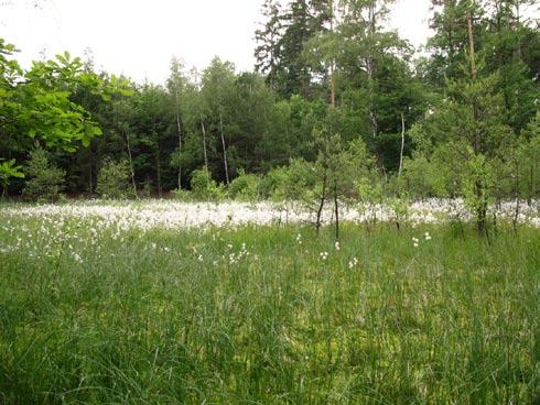 26) a v PR Prameny Klíčavy Cirsium palustre, Drosera rotundifolia, Juncus articulatus, Valeriana dioica nebo Viola palustris. Obr. 26.