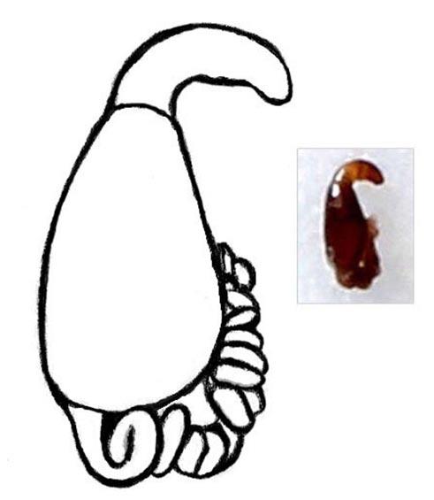 viště v bývalé pískovně, 5849: D22 (Lány Pánova louka, 23.VIII.1998, fragment bažinné olšiny, smykem Calystegia sepium, lgt. 5949: A24 (Křivoklát niva u PR Brdatka, 25.VIII.1999, říční rákosina, smyk Calystegia, lgt.