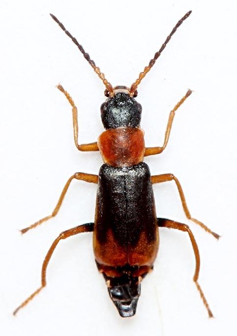 Melico-Quercetum, Lit: HORÁK & RÉBL 2009, RÉBL 2010. Cerapheles terminatus (Ménétriés, 1832)! VU (Obr. 51) 5849: C1 (Ruda rybník Horní Kracle, 8.VI.1994, 0/2, smykem litorální vegetace rybníka, 10.V.2012, 2 ex.