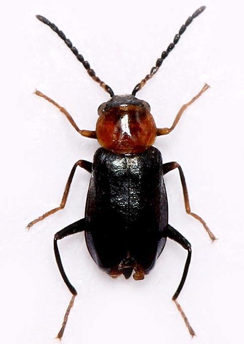 Ebaeus thoracicus (Geoffroy, 1785)! EN ** (Obr. 52) 5949: D6 (Sýkořice, 30.VI.