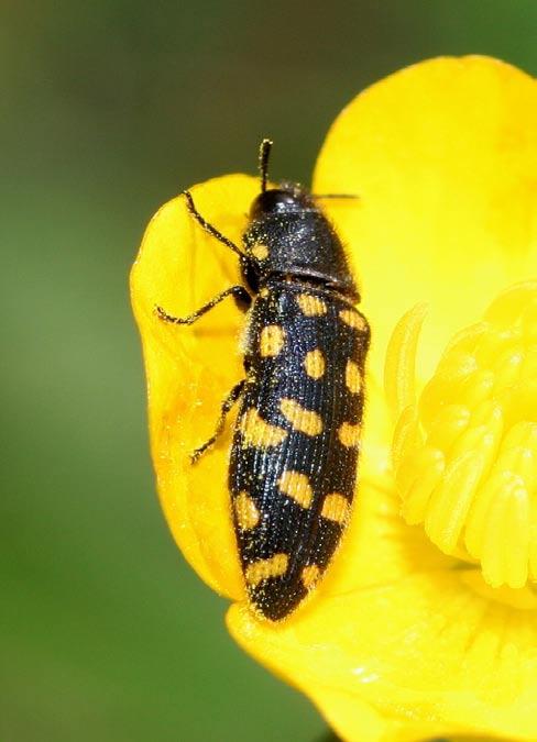 BOLBOCERATIDAE [CHKO 1 / ČR 2 = 50 %] Odonteus armiger (Scopoli, 1772)! EN O 5949: D4 (Běleč Skalka, 24.VIII.