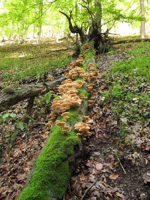 nalezen také na plodnici choroše šupinatého (Polyporus squamosus). Carpophilus truncatus Murray, 1864 5949: B9 (Lhota Ploskov, Na čihátku, 22.VI.2015, 1 ex.