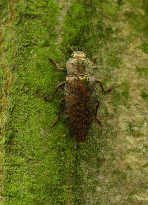 , na Carex praecox v teplomilné svahové doubravě as. Sorbo-Quercetum, na jediném místě ve světlině na jednom z nejteplejších stanovišť rezervace, V ČR vzácný druh.