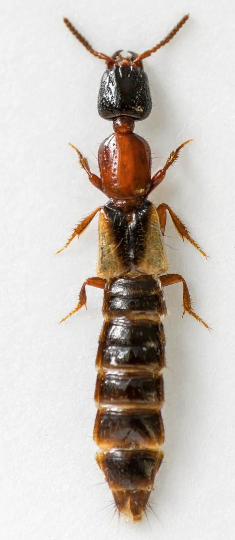 Lasius se starým sršním hnízdem, také odloupávání kůry do prosévadla, Lit: RÉBL 2010, MORAVEC & RÉBL 2012. Pella limbata Paykull, 1789 Pella lugens Gravenhorst, 1802! 5849: C23 (Ruda Brejl, 16.IV.