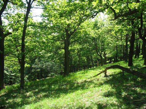 Dominuje v nich buď Carpinus betulus nebo Quercus petraea, v keřovém patru se někdy vyskytují Corylus avelana, Crataegus spp.