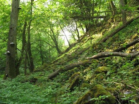 Tvoří několik fytocenologických podjednotek, z nichž k entomologicky zajímavějším patří například dubohabřiny Obr. 2. Národní přírodní rezervace Týřov. Dubohabřina (Melampyro nemorosi-carpinetum).