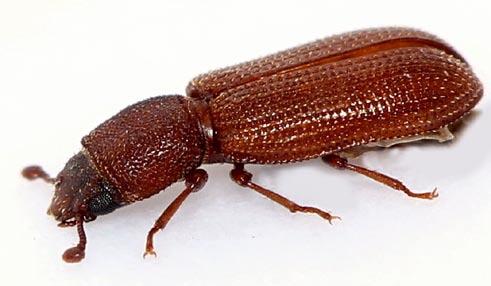 V souvislosti s tím je zajímavé výše zaznamenané současné rojení obou druhů pozorované na kmenu silného dubu u Lán. Pycnomerus terebrans (Olivier, 1790)!