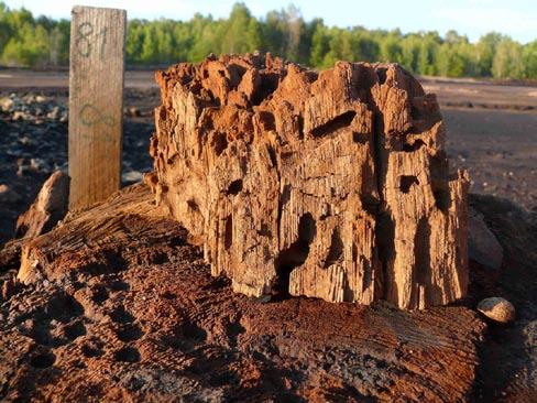 voklátsko směřoval, by zdánlivě mohl dokumentovat tesařík Poecilium pusillum, který se vyvíjí v čerstvě odumřelých větvích dubů a je proto součástí fauny, která se na území Křivoklátska rozšířila až