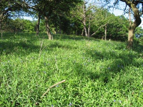 bezkolencovými loukami. Diagnostický význam mají například Betonica officinalis, Convallaria majalis, Lilium martagon či Serratula tinctoria. Obr. 5.