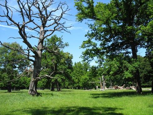 Jsou obvykle maloplošné, mozaikovité a dominuje v nich Pinus sylvestris. Přimíšen je Quercus petraea a případně vmíšena i Betula pendula.