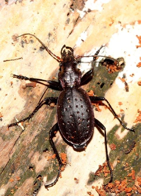 Carabus irregularis irregularis Fabricius, 1792! NT O (Obr. 36) 5949: A10 (Městečko u Křivoklátu PR Svatá Alžběta, 29.V.1998, 1 ex., lipová bučina, observ. JJ), B14 (Lhota Ploskov env., 30.III.