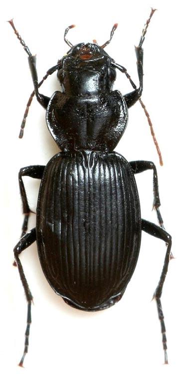 Lionychus quadrillum (Duftschmid, 1812) 5949: D6 (Zbečno, 6.VI.2009, 1 ex., nezastíněný břeh Berounky s říční rákosinou svazu Phalaridion, lgt. JJ), D18 (Žloukovice, 25.V.2015, 11 ex.