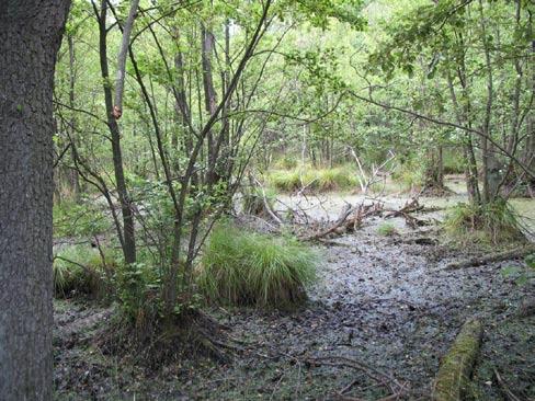 Charakter sekundárních porostů mají podél potoků Křivoklátska vrbiny se Salix fragilis, nahrazující přirozené údolní olšiny.