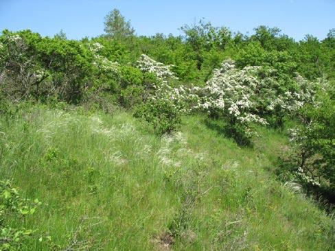Zatímco většina křovinných společenstev na skalách, teplých stráních Obr. 11. Bažinná olšina (Carici elongatae-alnetum) v lesní depresi u obce Bratronice. (Mapovací pole 5950: A22). Foto: J. Januš.