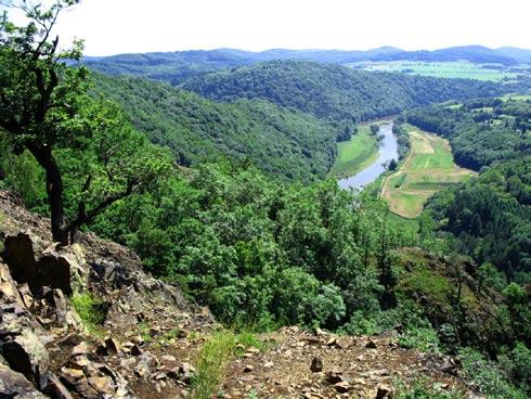 Společenstva tohoto svazu jsou obvykle vyvinuta na poněkud hlubších půdách a na Křivoklátsku jsou v nich kromě výše zmíněných druhů často zastoupeny např.