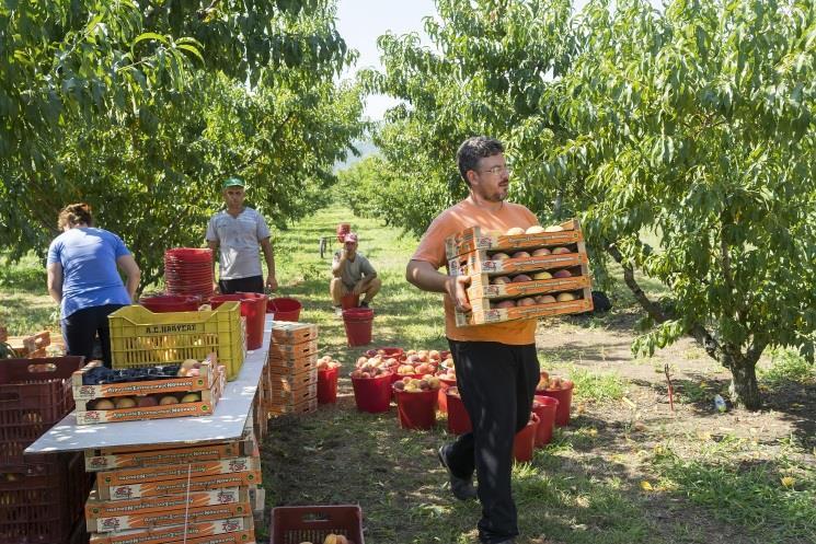 biopotravina, produkt s chráněným zeměpisným označením nebo označením původu nebo jako zaručená tradiční specialita, právo používat některou ze