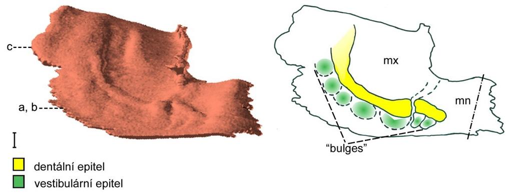 Jak již bylo zmíněno výše, v oblasti vestibulárního epitelu bylo možné determinovat pokračování hranice fúze původně samostatných faciálních výběžků (viz níže, obr. 29).